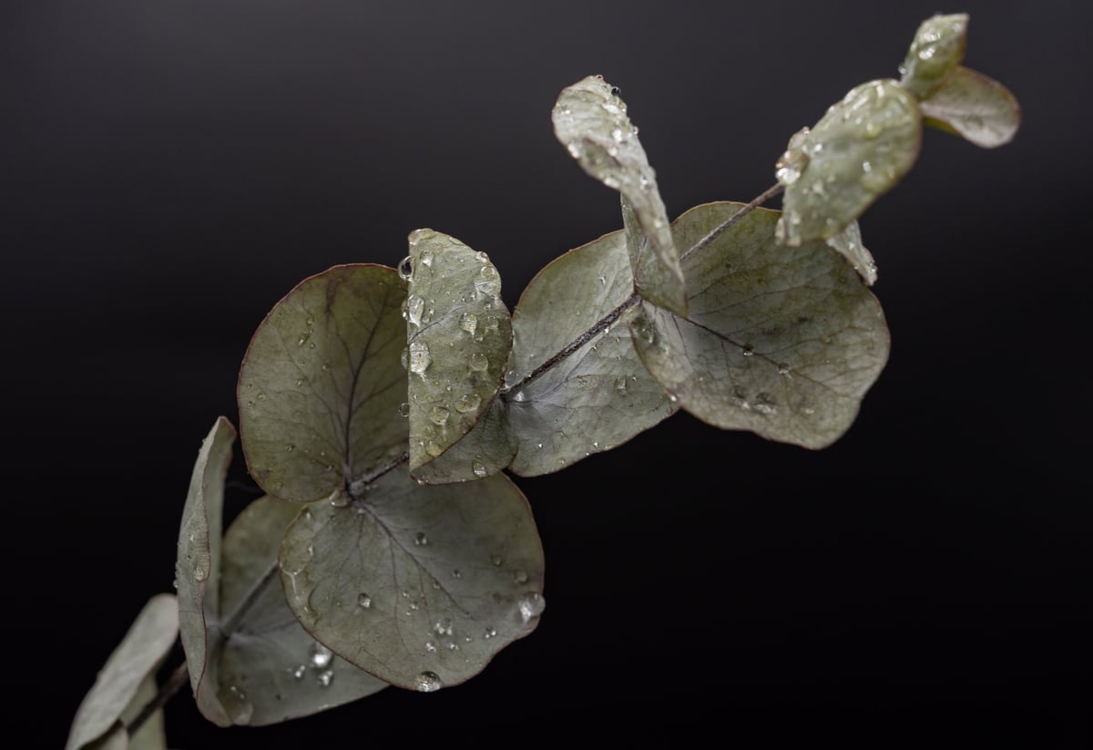 Close-up of eucalyptus leaves with water droplets, natural spa texture and botanical details