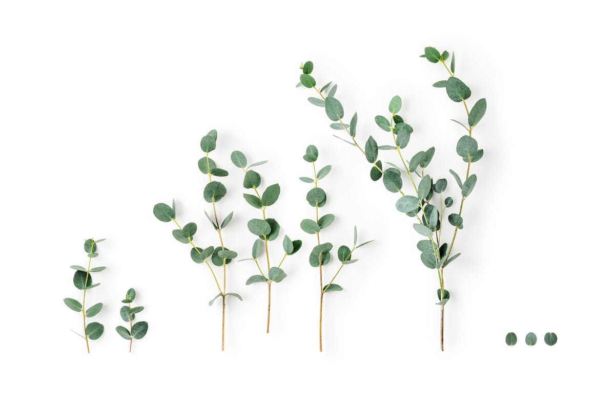 Eucalyptus branches for natural wellness and spa aesthetic